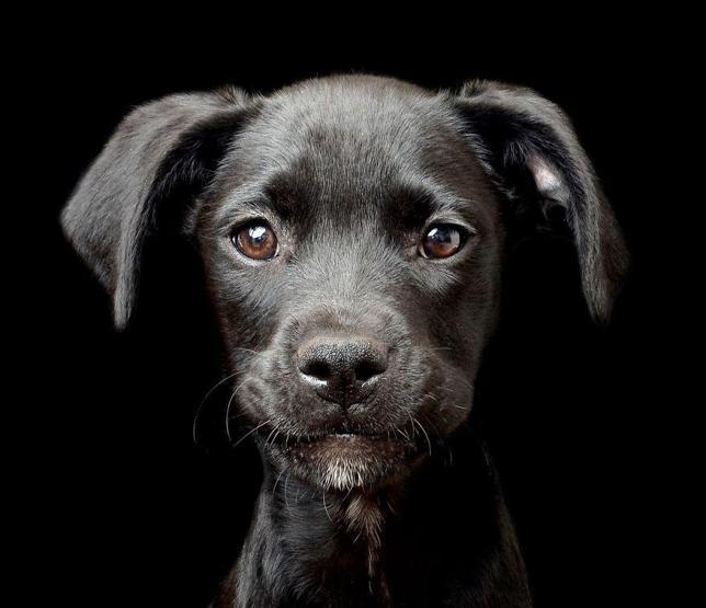 İşte 2017nin en güzel köpek fotoğrafları