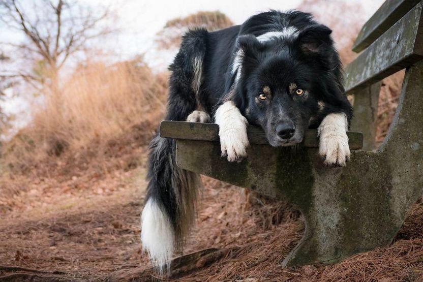İşte 2017nin en güzel köpek fotoğrafları
