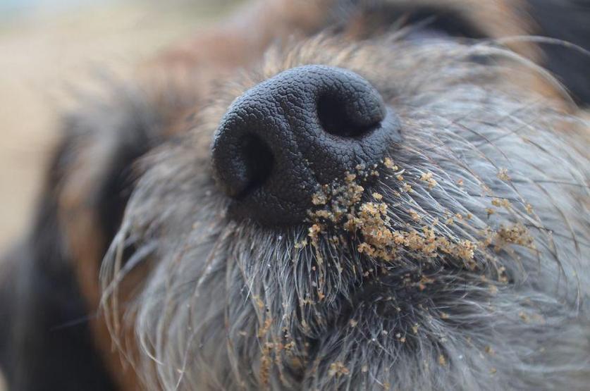 İşte 2017nin en güzel köpek fotoğrafları