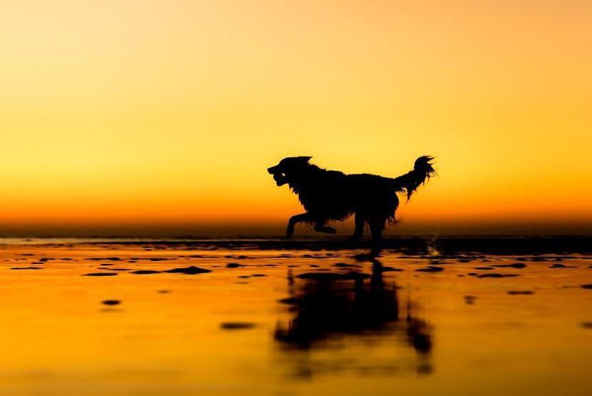 İşte 2017nin en güzel köpek fotoğrafları