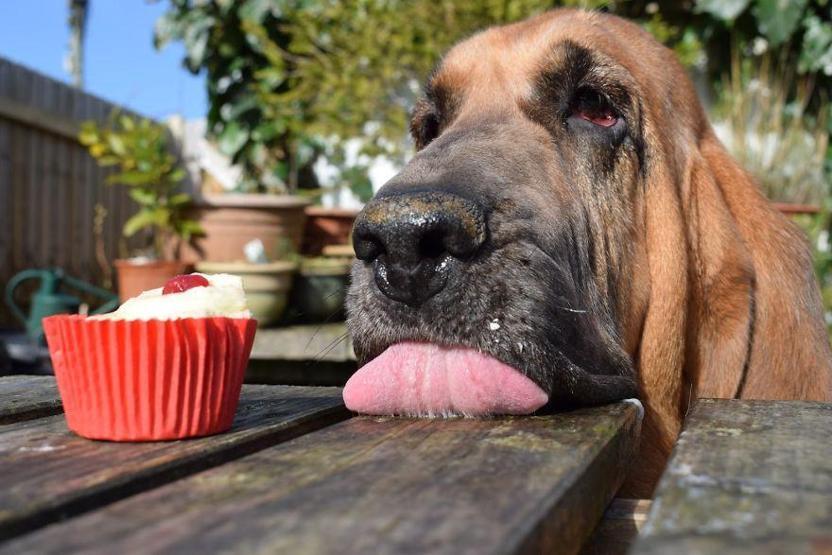 İşte 2017nin en güzel köpek fotoğrafları