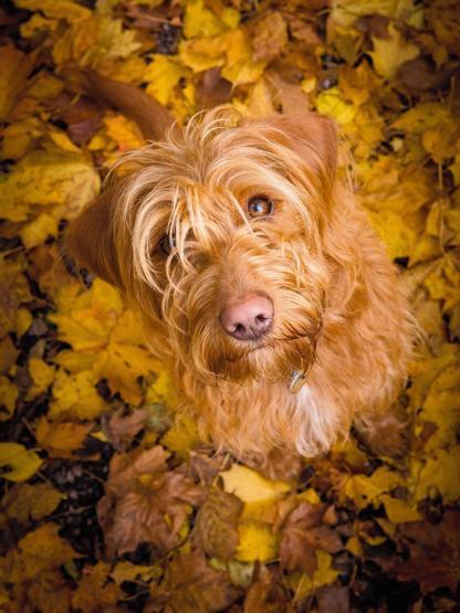 İşte 2017nin en güzel köpek fotoğrafları