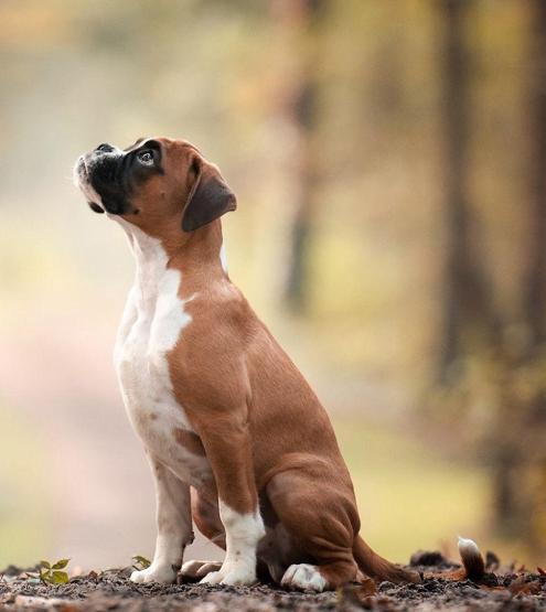 İşte 2017nin en güzel köpek fotoğrafları