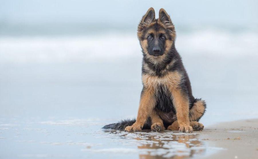 İşte 2017nin en güzel köpek fotoğrafları
