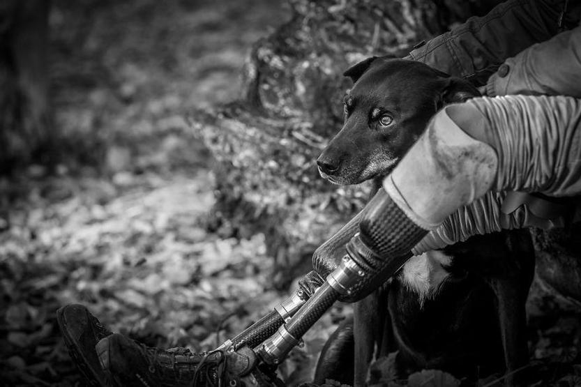 İşte 2017nin en güzel köpek fotoğrafları