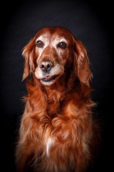 İşte 2017nin en güzel köpek fotoğrafları