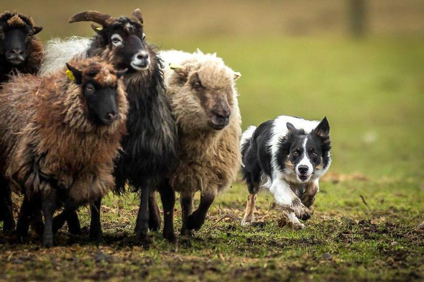 İşte 2017nin en güzel köpek fotoğrafları