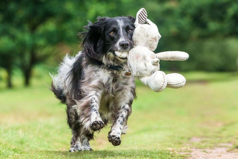 İşte 2017nin en güzel köpek fotoğrafları