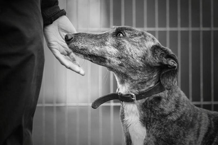 İşte 2017nin en güzel köpek fotoğrafları