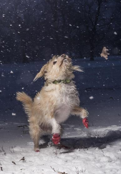 İşte 2017nin en güzel köpek fotoğrafları