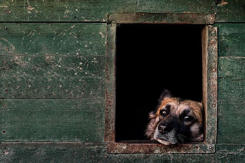 İşte 2017nin en güzel köpek fotoğrafları