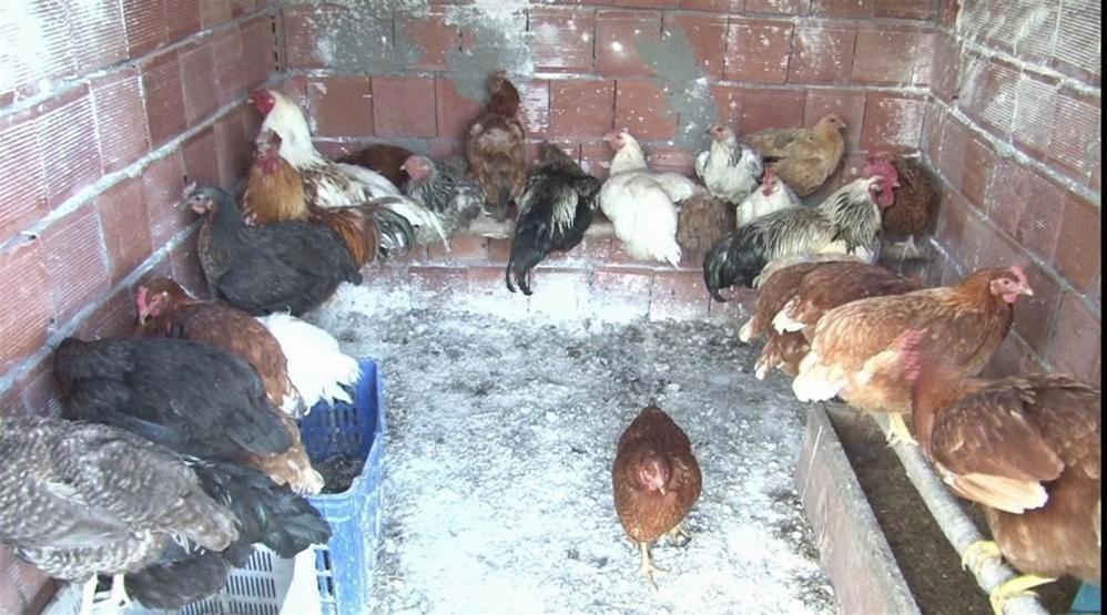Onun tavukları yeşil yumurtluyor