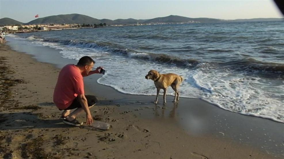 Tatilciler denize pet şişe attı, kimsesiz köpek kapıp getirdi