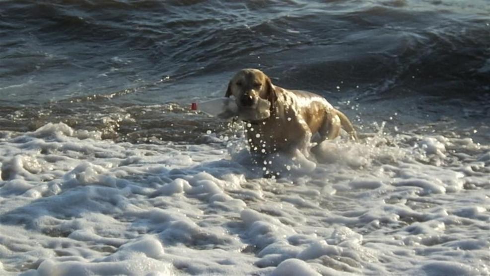 Tatilciler denize pet şişe attı, kimsesiz köpek kapıp getirdi
