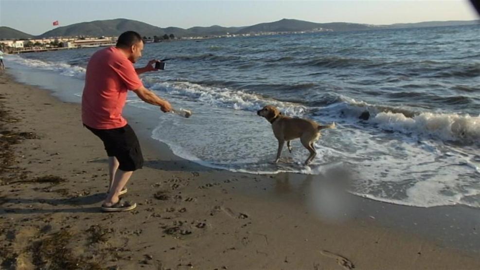Tatilciler denize pet şişe attı, kimsesiz köpek kapıp getirdi