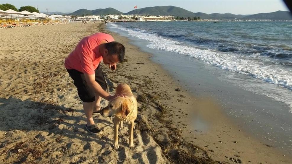 Tatilciler denize pet şişe attı, kimsesiz köpek kapıp getirdi