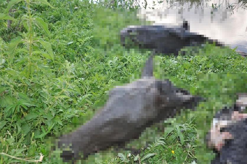 Kesik at başları dere kenarında bulundu