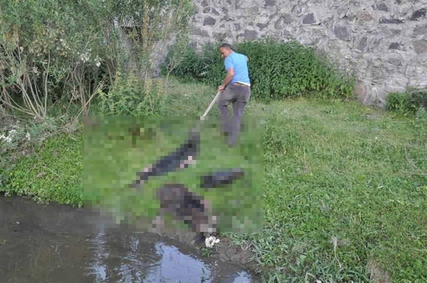 Kesik at başları dere kenarında bulundu