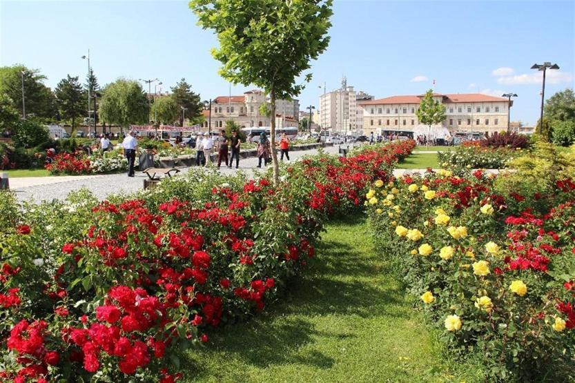 Sivas gül bahçesine döndü
