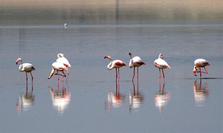 Flamingo yavrularının Tuz Gölü şöleni başladı