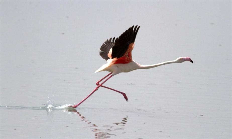 Flamingo yavrularının Tuz Gölü şöleni başladı
