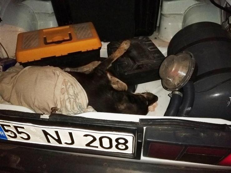 Yaralı köpeğin tedavisi bagajda başladı