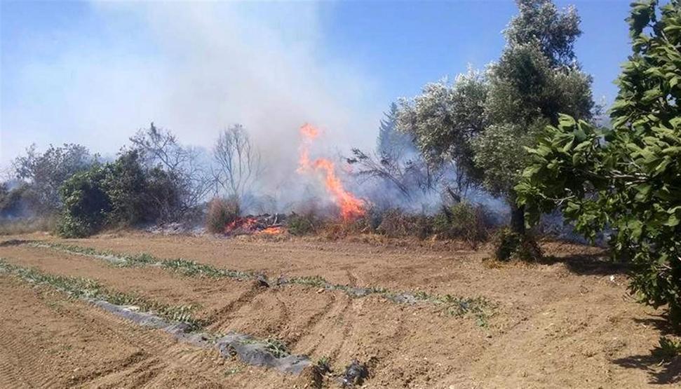 Manavgattaki yangında 550 küçükbaş, 4 büyükbaş hayvan öldü