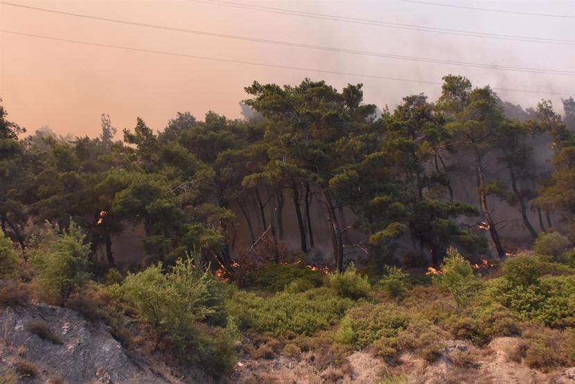 İzmirde orman yangını