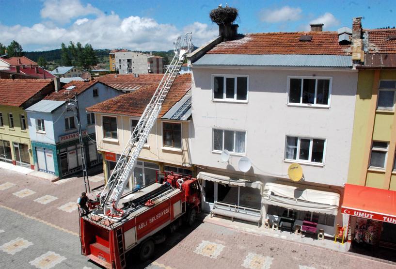 Anneleri ölen yavru leylekleri belediye ve mahalleli besliyor