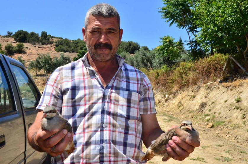 Manisada doğaya 4 bin kınalı keklik salındı