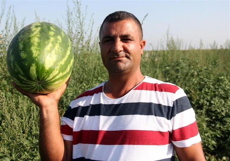 Tarlada kilosu 15 kuruşa düşen karpuz keçilere yem oldu