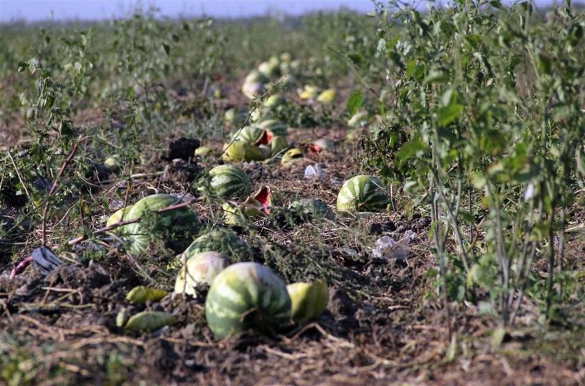 Tarlada kilosu 15 kuruşa düşen karpuz keçilere yem oldu