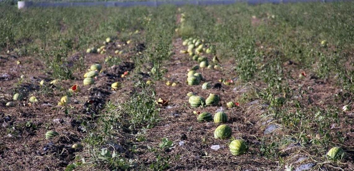 Tarlada kilosu 15 kuruşa düşen karpuz keçilere yem oldu