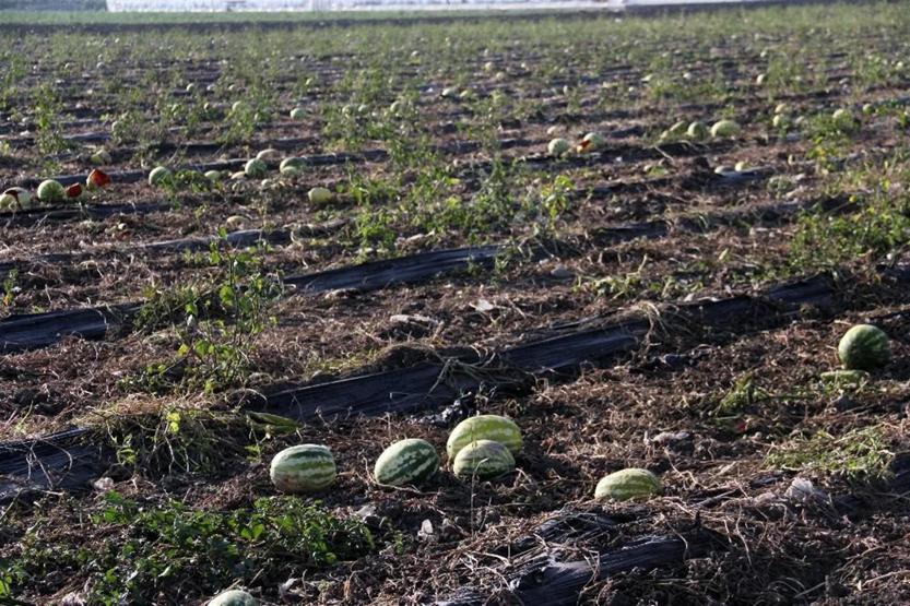Tarlada kilosu 15 kuruşa düşen karpuz keçilere yem oldu