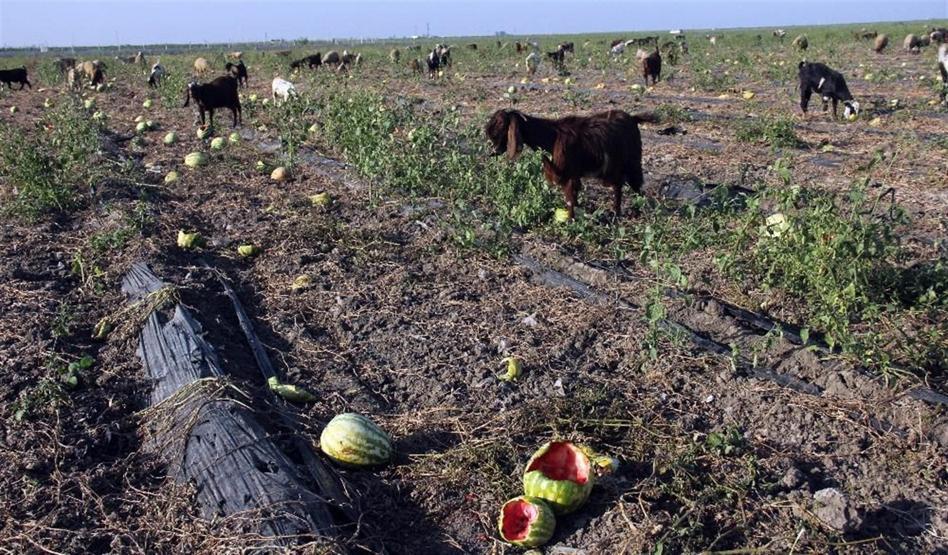 Tarlada kilosu 15 kuruşa düşen karpuz keçilere yem oldu