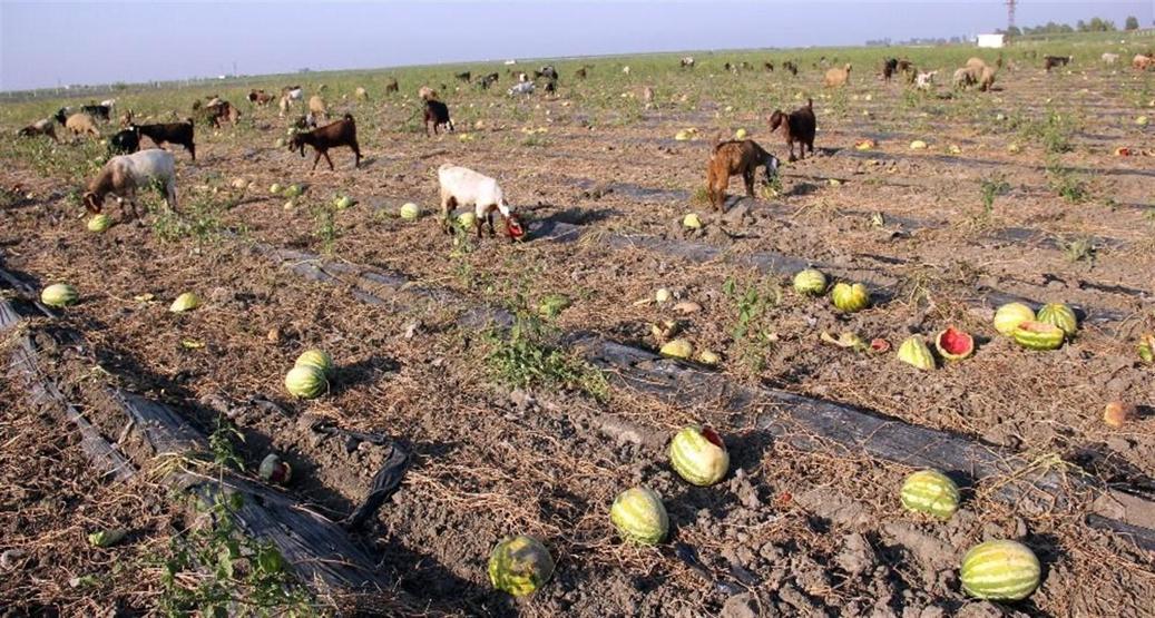 Tarlada kilosu 15 kuruşa düşen karpuz keçilere yem oldu