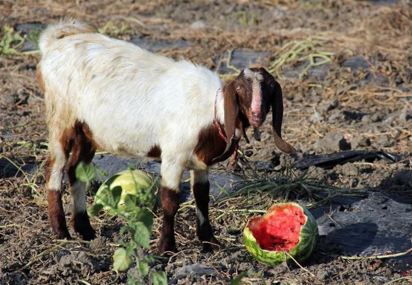 Tarlada kilosu 15 kuruşa düşen karpuz keçilere yem oldu