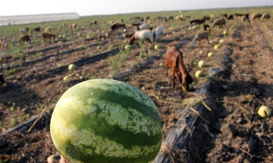 Tarlada kilosu 15 kuruşa düşen karpuz keçilere yem oldu