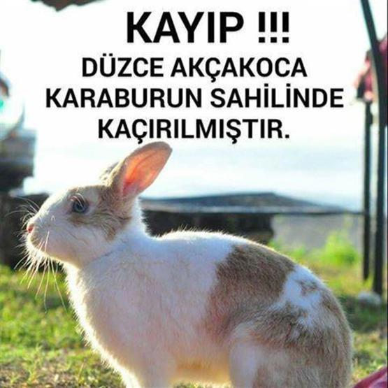 Kaybolan tavşanı Tarçını ilanla arıyor