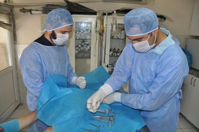 Bacakları kopan hamile kediye protez bacak takıldı