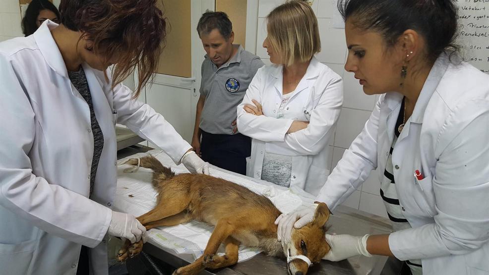 Avcılarda bitkin halde bulunan tilki tedavi altında