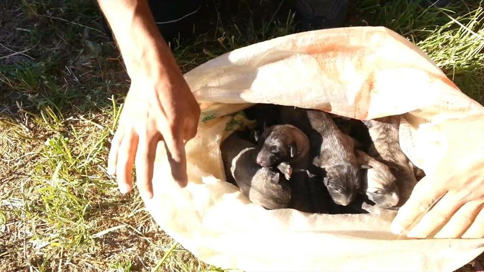 Tek başına mahsur kaldı, 8 yavrusuyla kurtarıldı