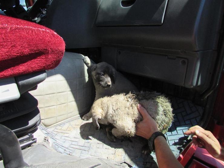 Kanala düşen yavru köpeklerin yardımına itfaiye koştu