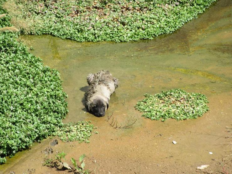 Kanala düşen yavru köpeklerin yardımına itfaiye koştu