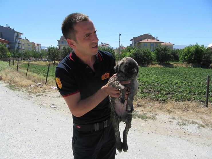 Kanala düşen yavru köpeklerin yardımına itfaiye koştu