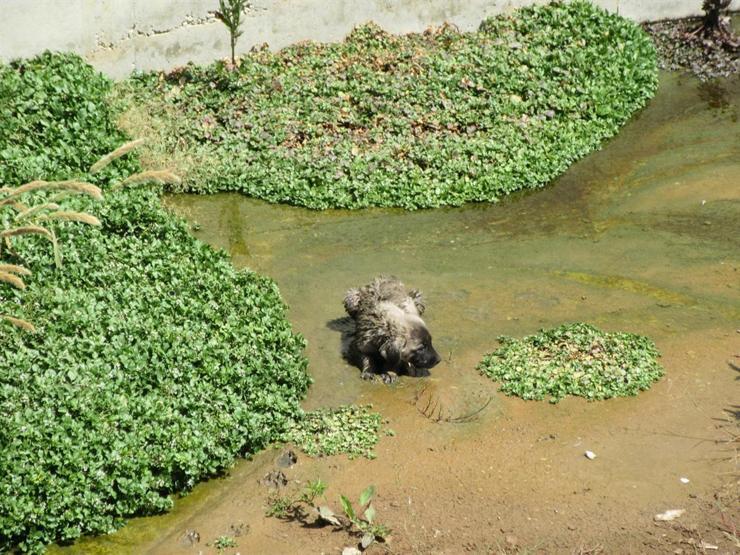 Kanala düşen yavru köpeklerin yardımına itfaiye koştu