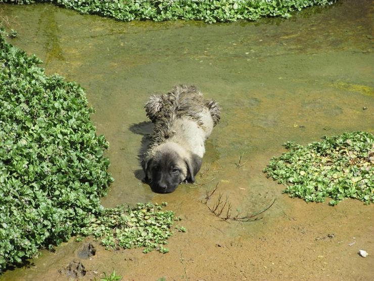 Kanala düşen yavru köpeklerin yardımına itfaiye koştu