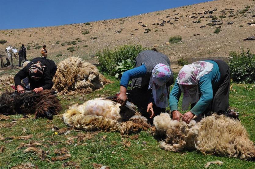 Gün boyu koyun kırkıp yüzlerce hayvan sağıyorlar