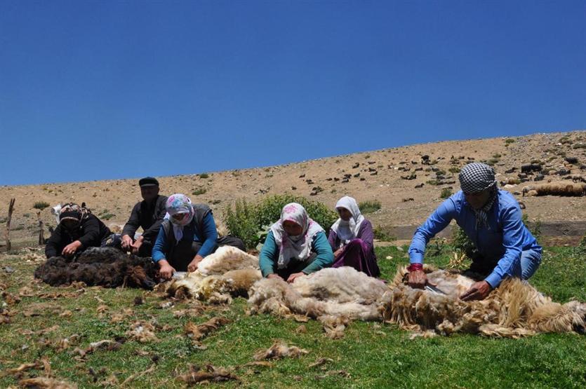 Gün boyu koyun kırkıp yüzlerce hayvan sağıyorlar