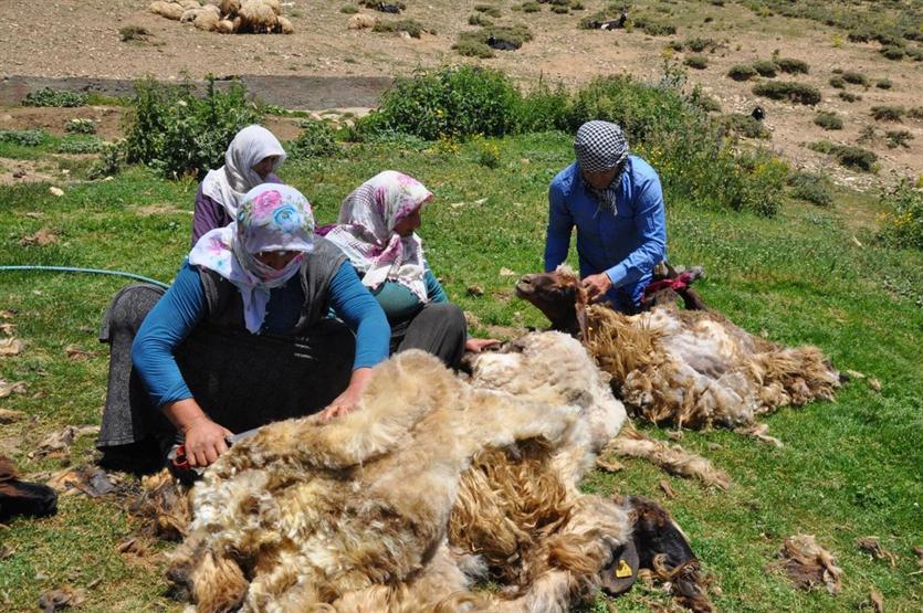 Gün boyu koyun kırkıp yüzlerce hayvan sağıyorlar